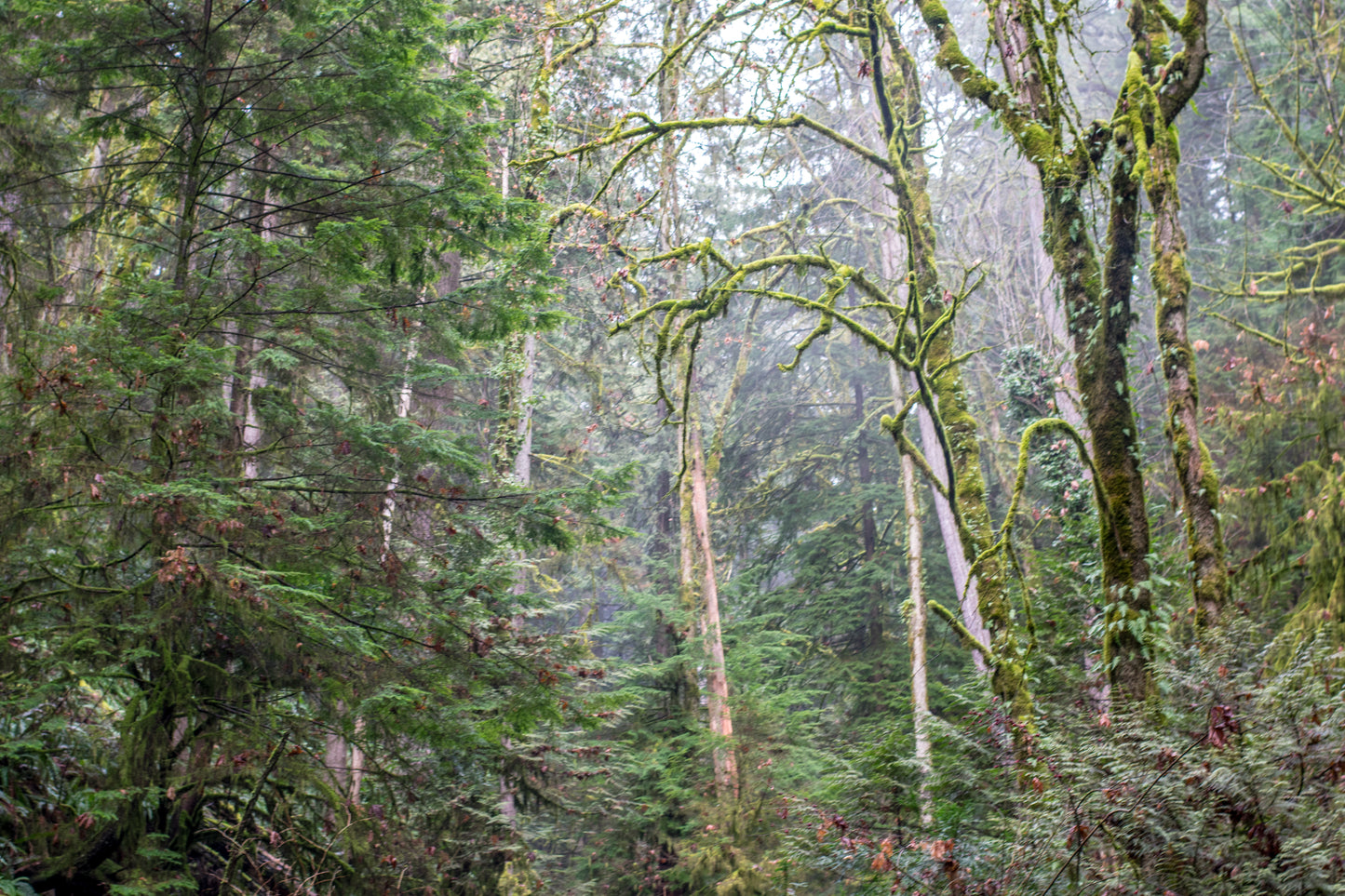 "Lost in the Forest" - 5x7 Photograph
